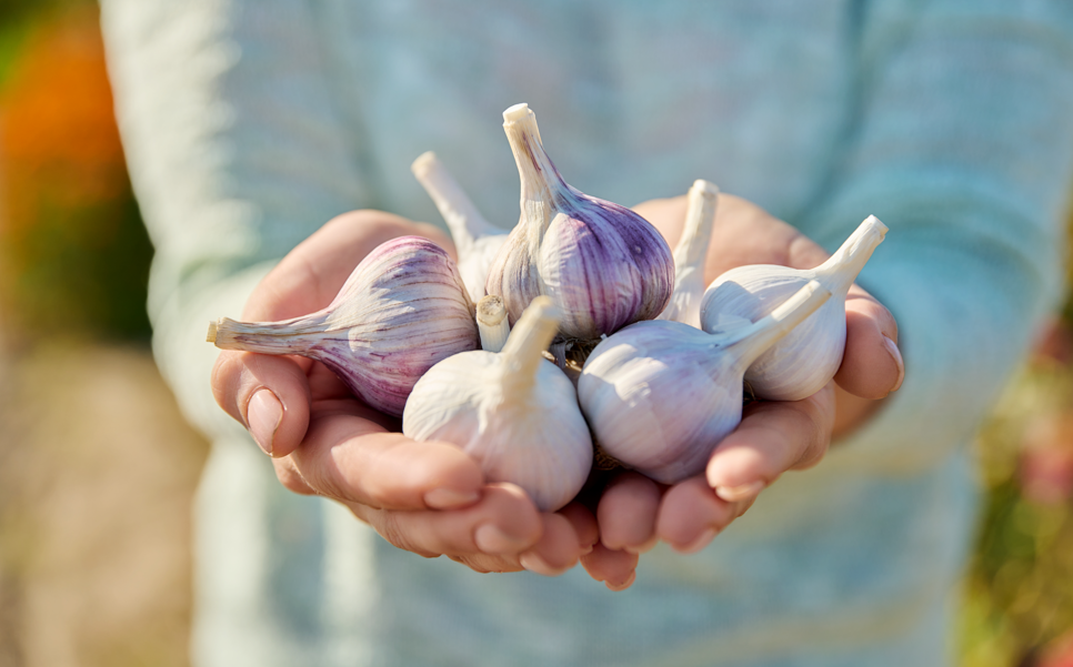 Garlic Myths Busted: Is It As Healthy As Is Claimed? – Weekends with Joanne Vrakas show on CJAD